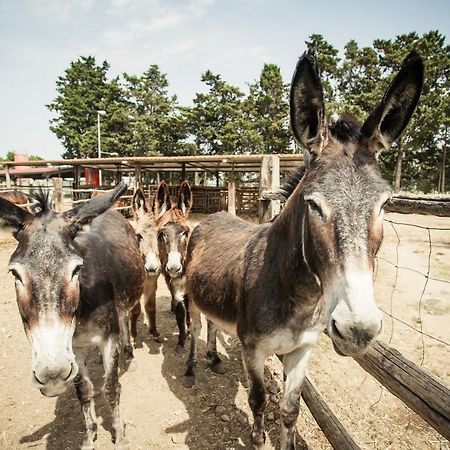 Agriturismo Archelao オリスターノ エクステリア 写真