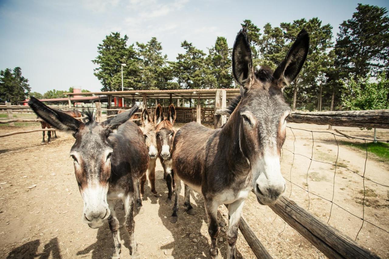 Agriturismo Archelao オリスターノ エクステリア 写真